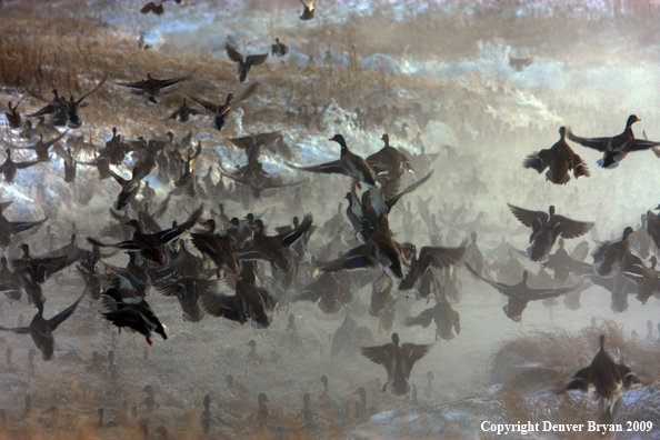 Mallard Ducks/Flock