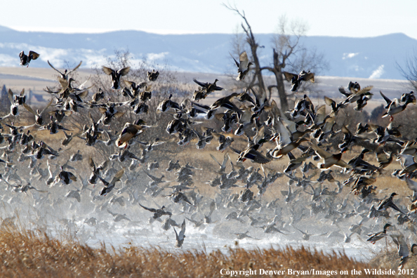 Large flock of mallards in flight. 