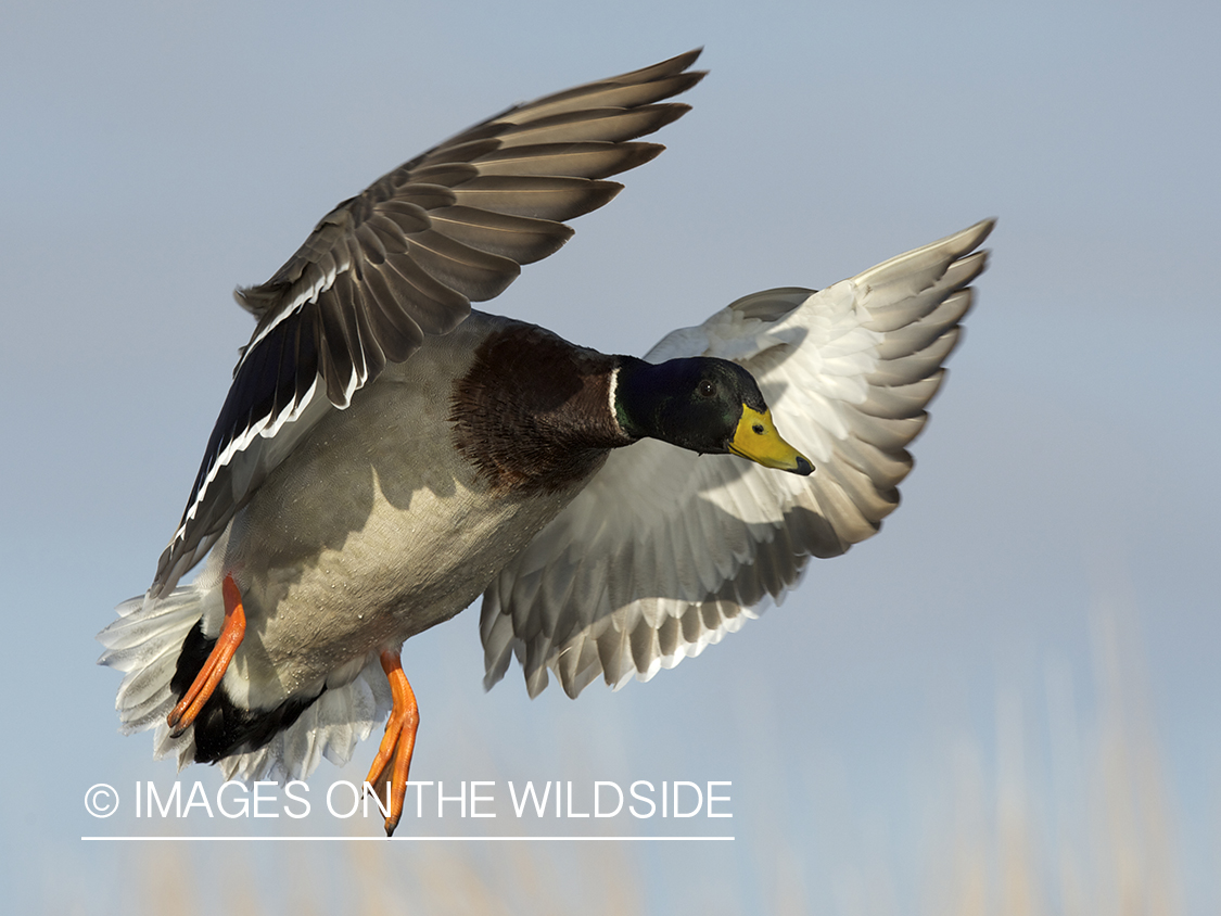 Mallard duck in flight.