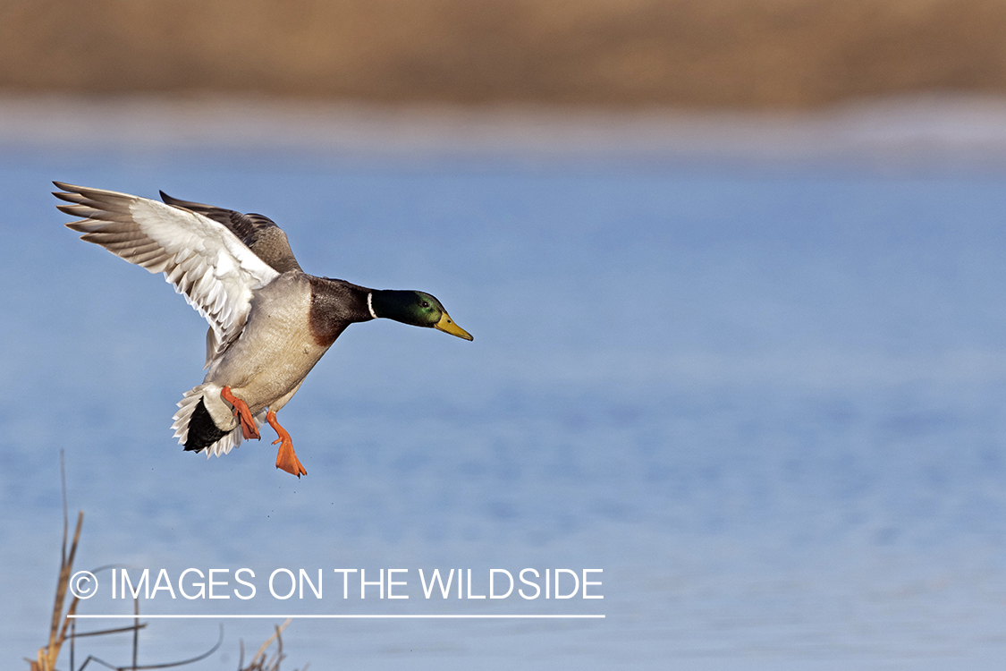 Mallard drake in flight.