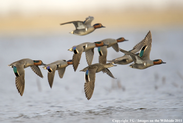 Green-winged Teal flock in flight. 