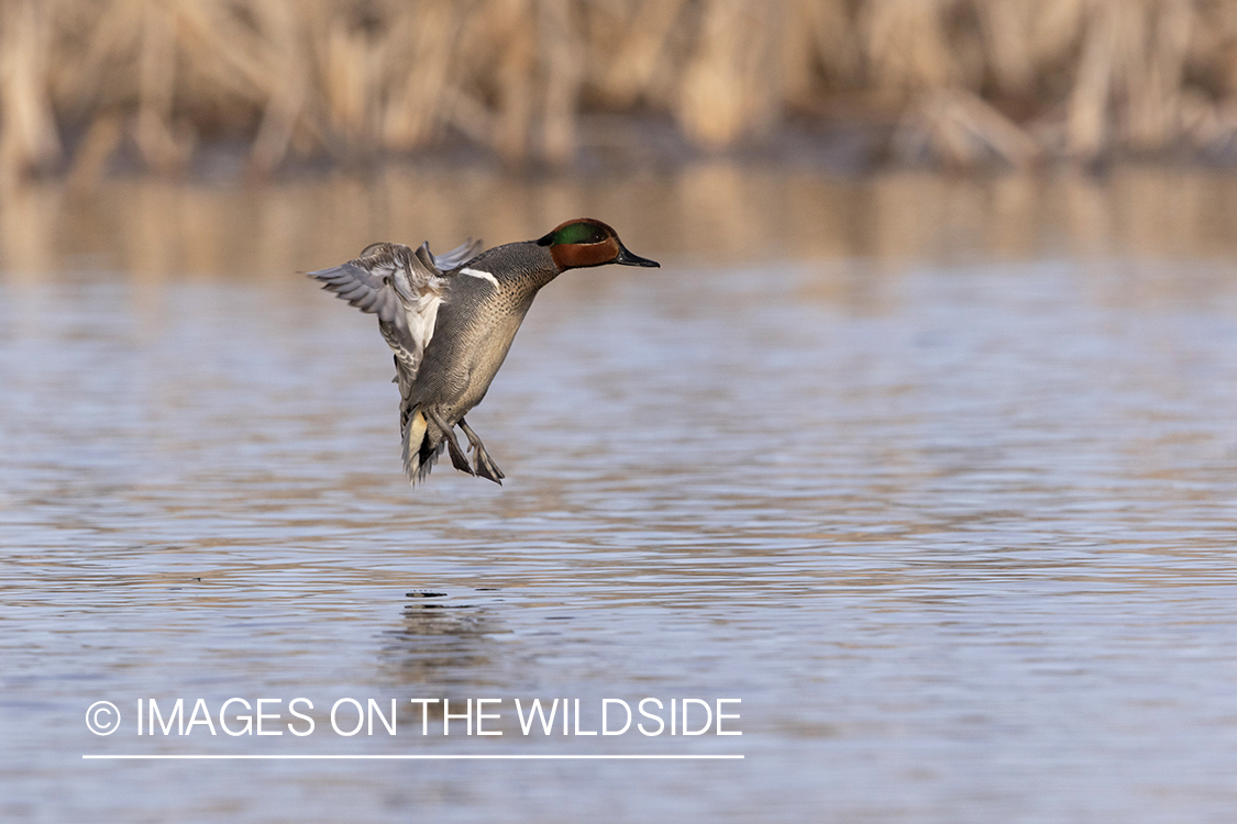 Green-winged Teal in flight.