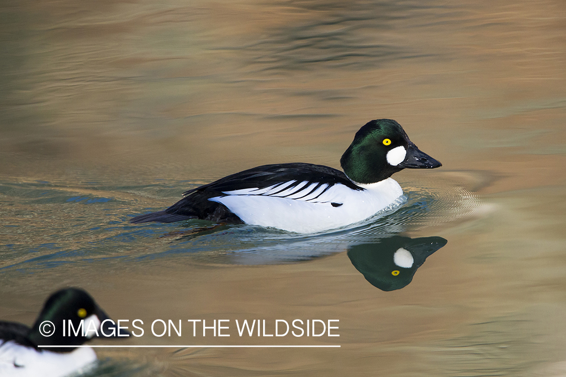 Common goldeneye in water. 