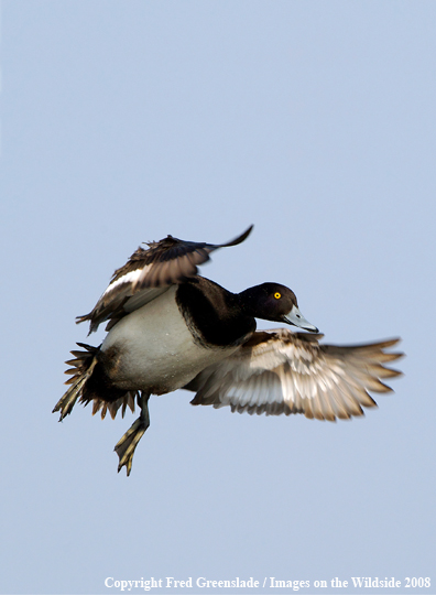 Lesser Scaup Duck