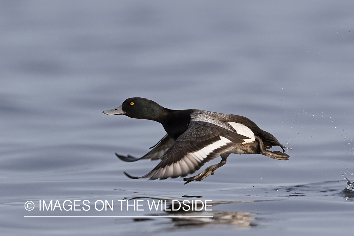 Greater Scaup in flight.