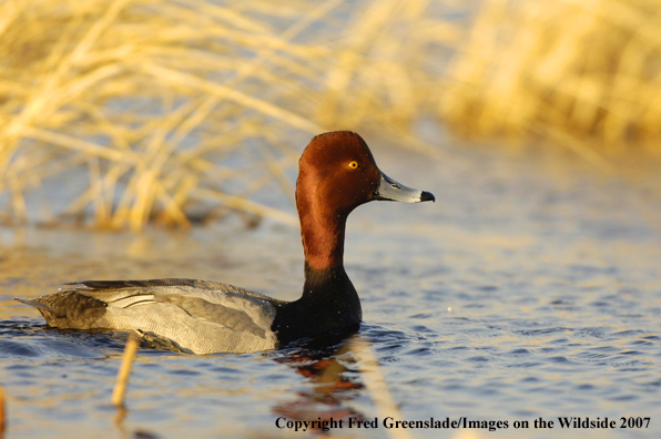 Redhead duck