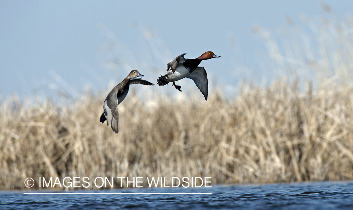 Redhead ducks in flight.