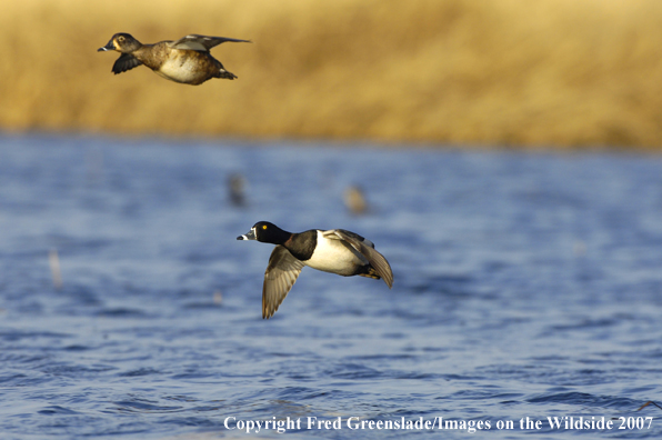 Ring-necked ducks in flight