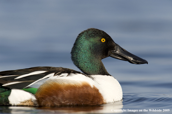 Shoveler drake in the water