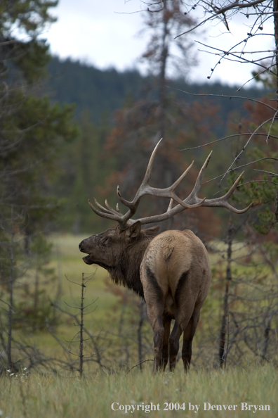 Rocky Mountain bull elk bugling.