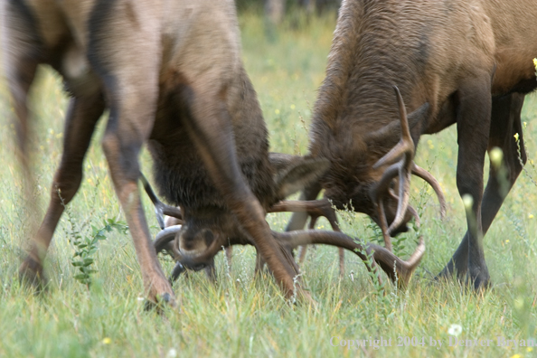 Rocky Mountain bull elk fighting.