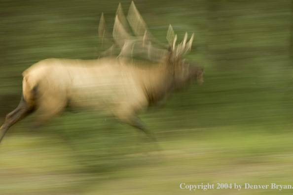 Rocky Mountain bull elk running.