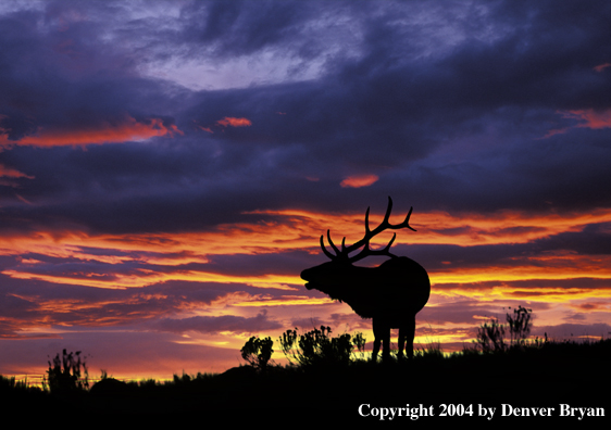 Rocky Mountain bull elk bugling at sunrise/sunset.