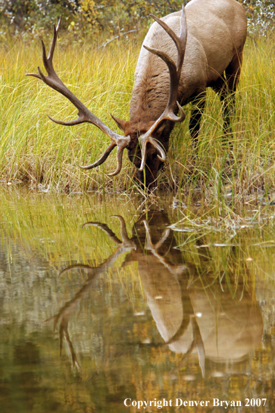 Rocky Mountain Elk grazing/drinking at edge of water