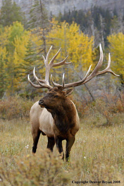 Rocky Mountain Elk 