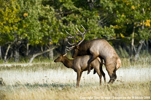 Elk Mating