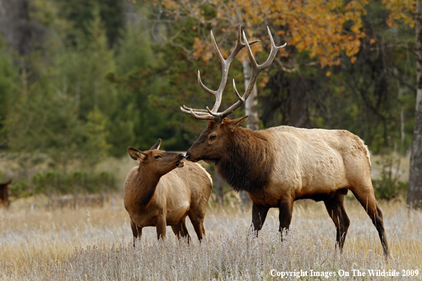 Cow and Bull Elk