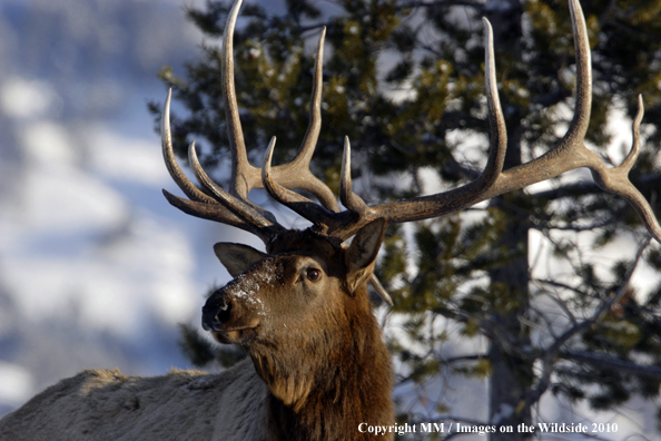 Rocky Mountain Bull Elk