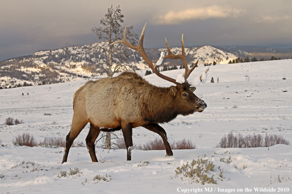 Rocky Mountain Bull Elk in habitat. 