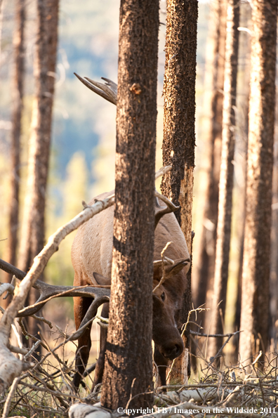 Bull elk in forest. 