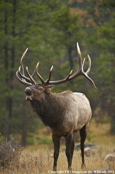 Rocky Mountain bull elk bugling.