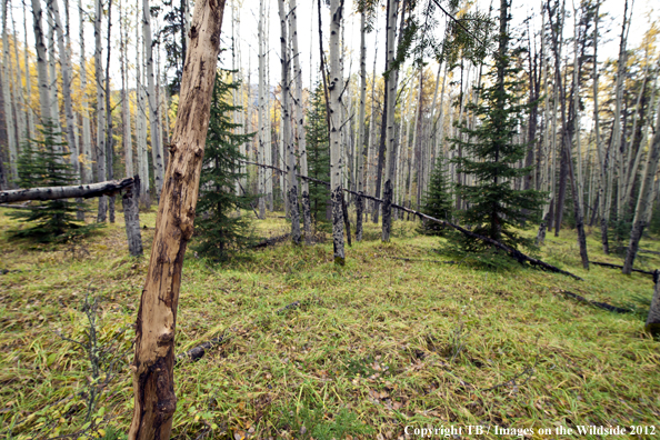 Elk rub in forest. 