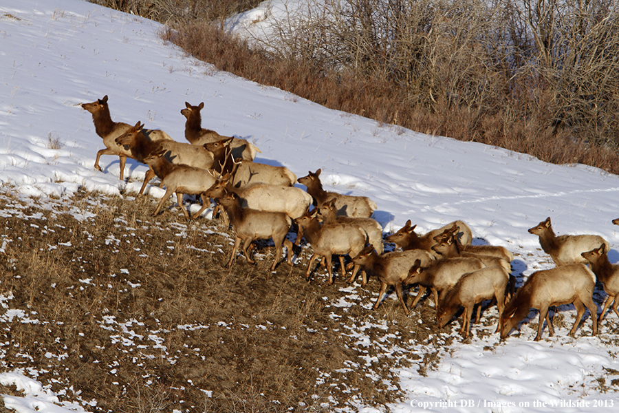 Elk in winter near urban area.