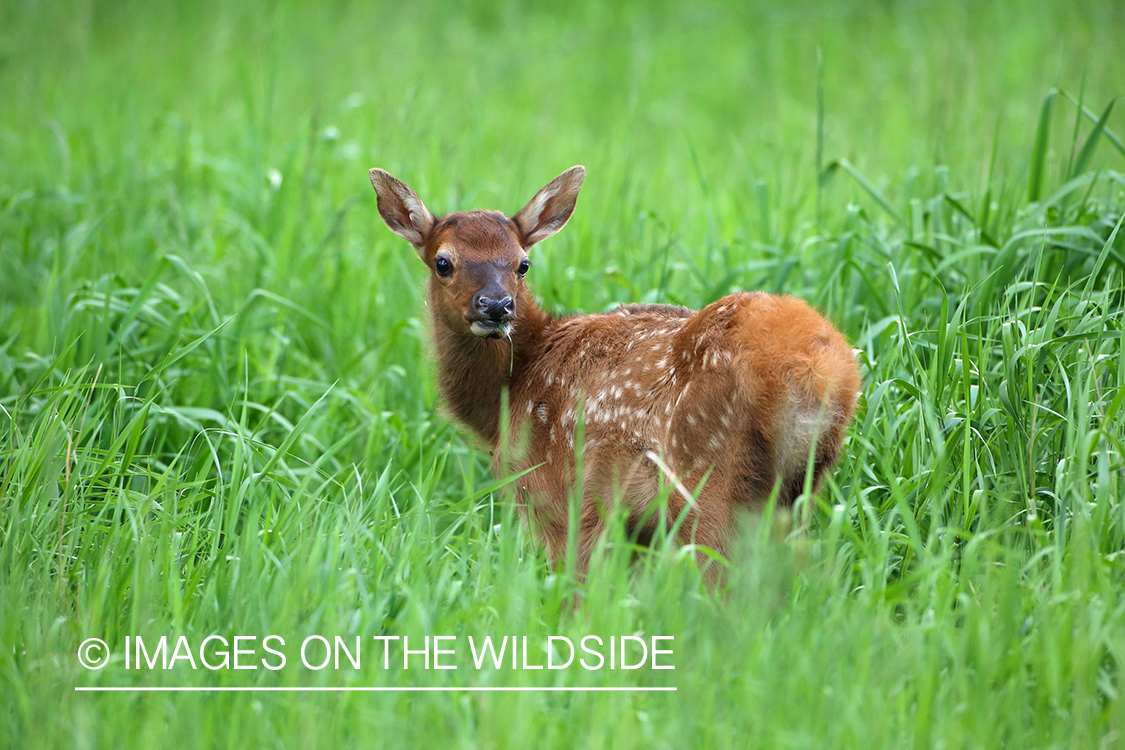 Rocky Mountain Elk calf in habitat. 