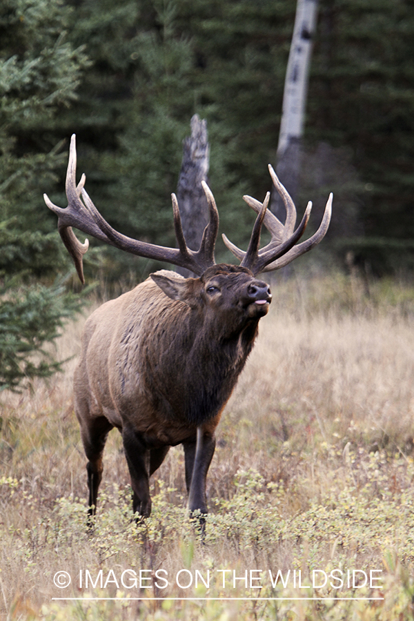 Rocky Mountain Bull Elk during the rut.