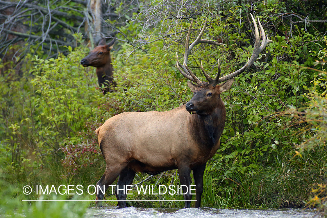 Rocky Mountain Bull Elk in habitat.