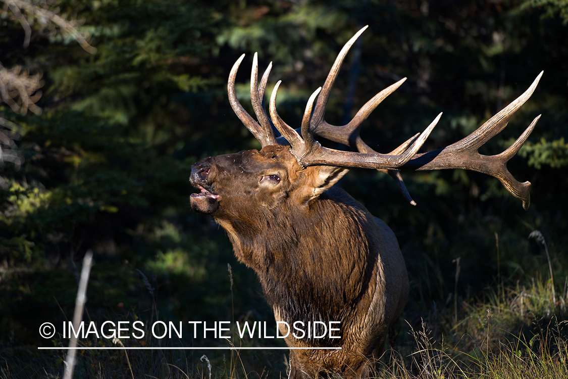 Bull elk bugling.