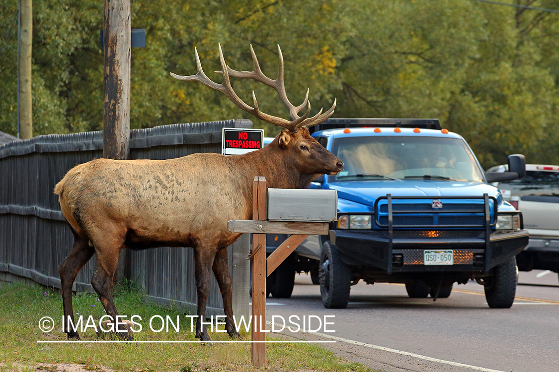 Bull elk standing next to busy road.