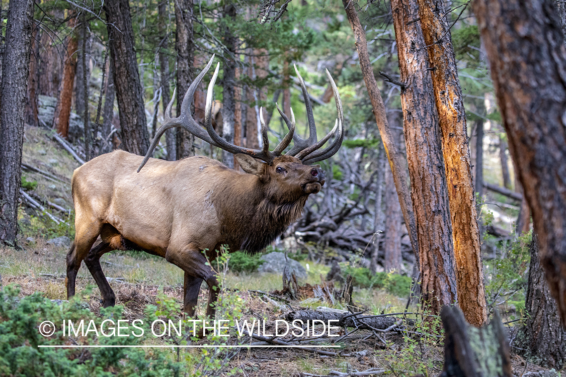 Bull elk in field.