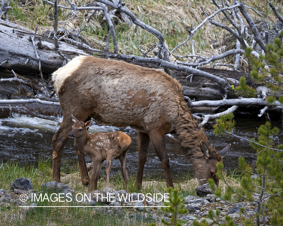 Cow elk with newborn calf.