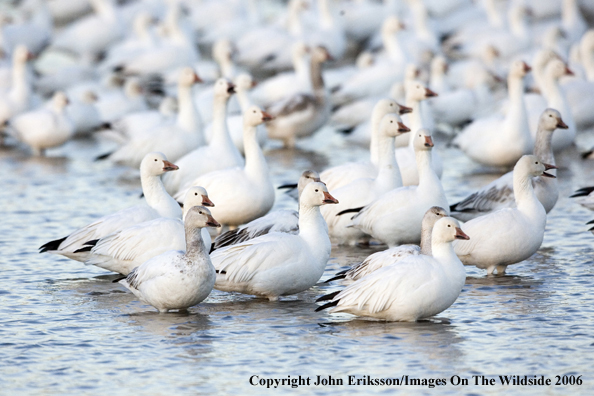 Snow geese in habitat.