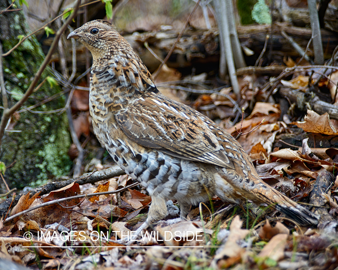 Ruffed Grouse.