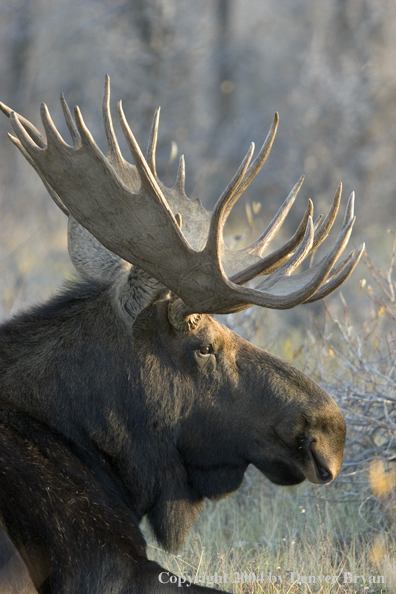 Shiras bull moose bedded down.