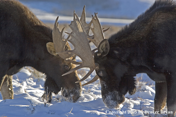 Shiras bull moose battling in habitat.