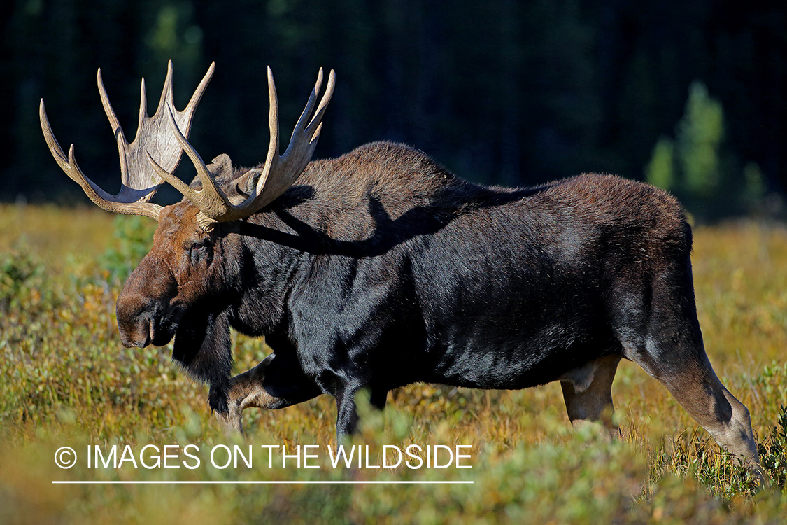 Bull moose in habitat.