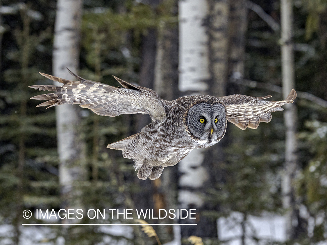 Great Grey Owl in habitat.