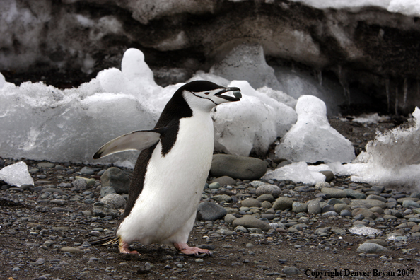 Chinstrap penguin in habitat