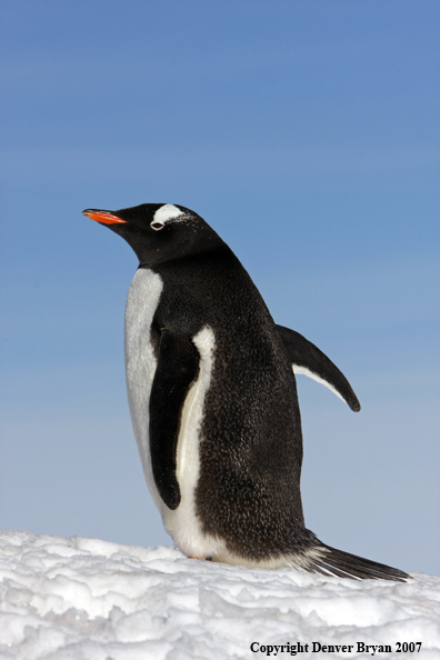 Gentoo Penguin in habitat