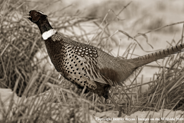 Ring-necked pheasant in habitat (Original image #00890-028.18D)