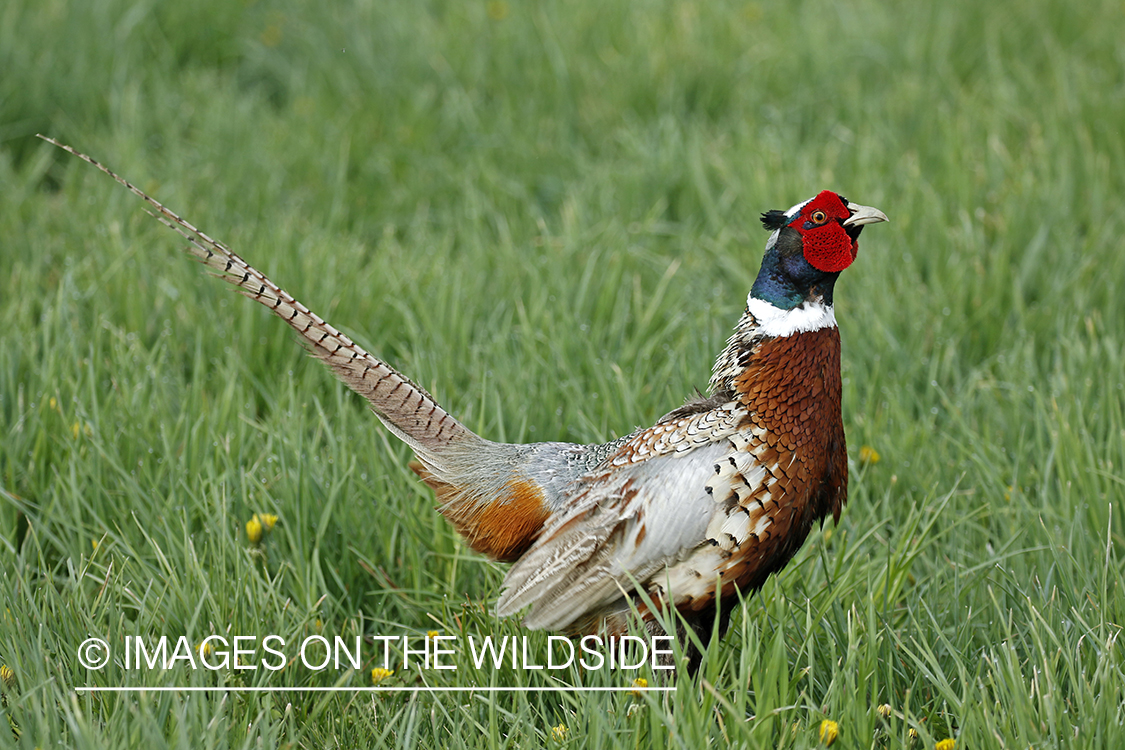 Ring-necked pheasant in grass.