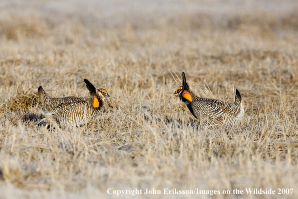 Greater Prairie Chickens in habitat.