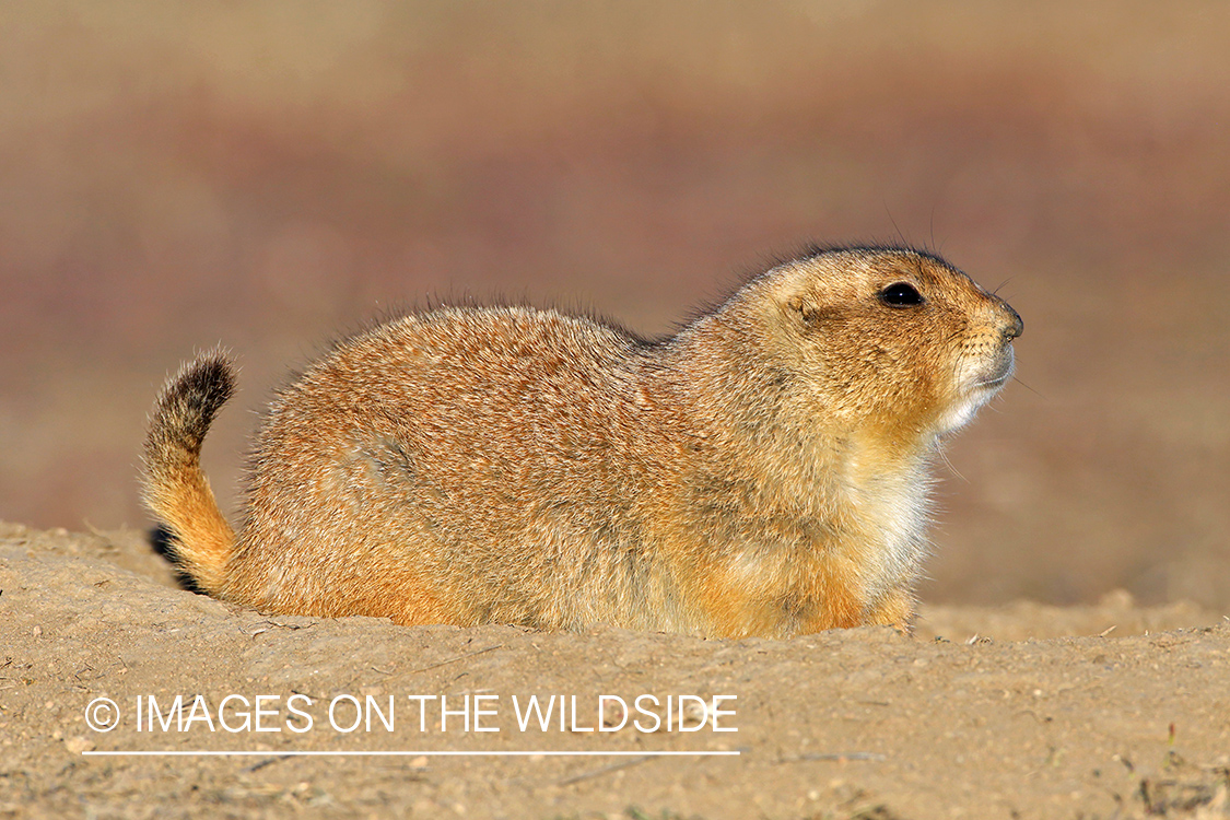 Prairie dog in habitat.