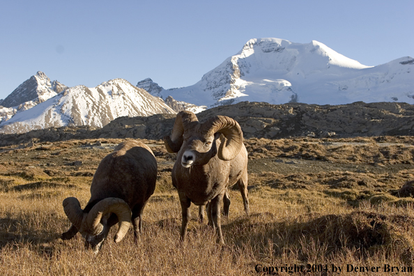 Herd of Rocky Mountain bighorn sheep (rams).