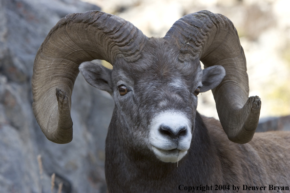 Rocky Mountain bighorn sheep (ram).