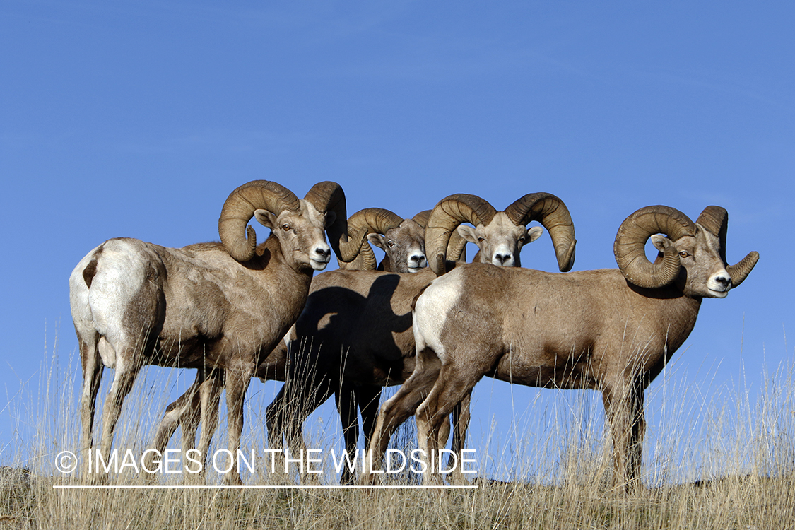 Rocky Mountain bighorn sheep in field.