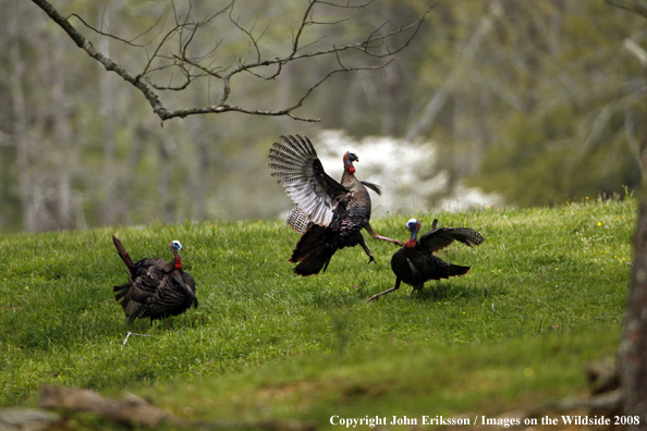 Eastern Wild Turkey fighting